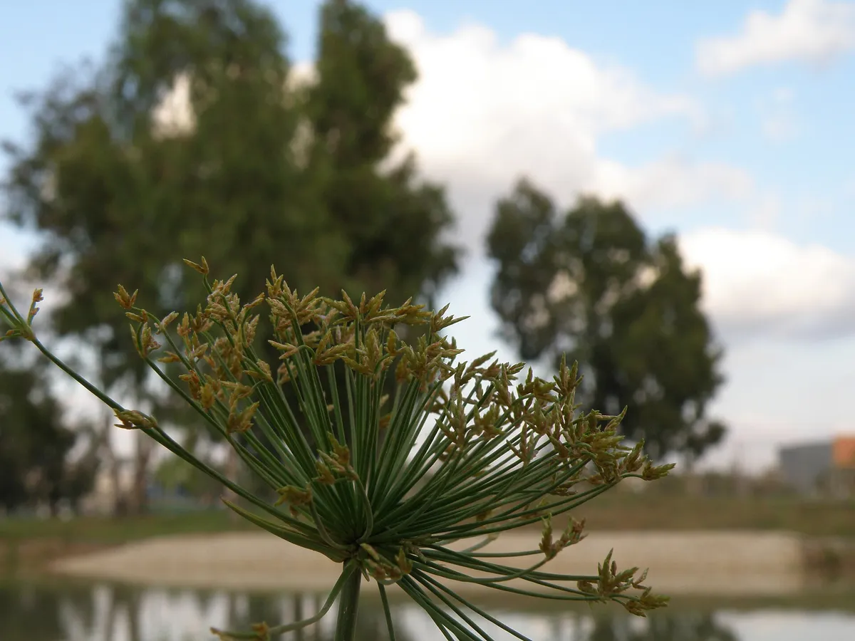 Paths and lawns in Herzliya Park